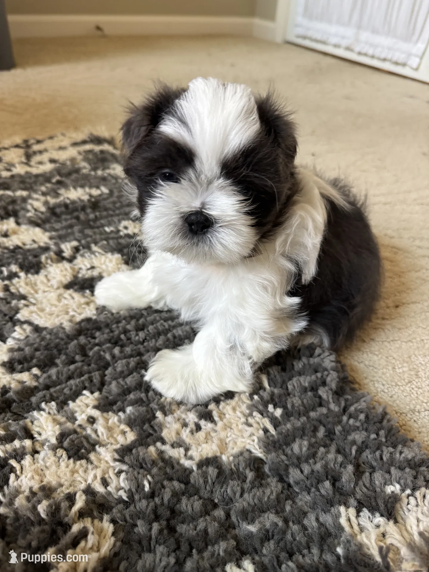 Brooks - AKC Registered Shih Tzu image 2