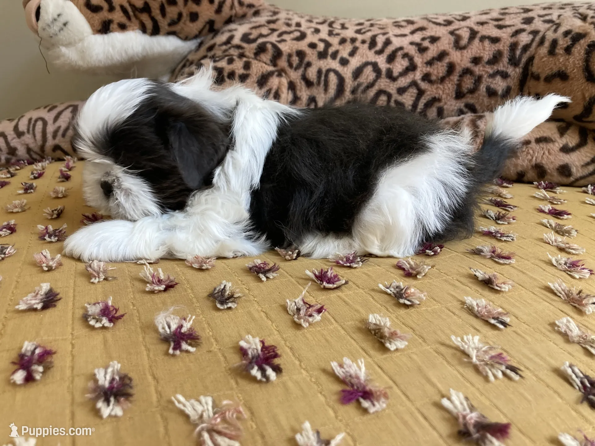 Brooks - AKC Registered Shih Tzu image 3