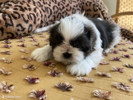 Brooks - AKC Registered Shih Tzu image 1