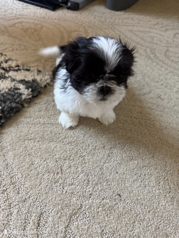 Sunny - AKC Registered Shih Tzu image 3