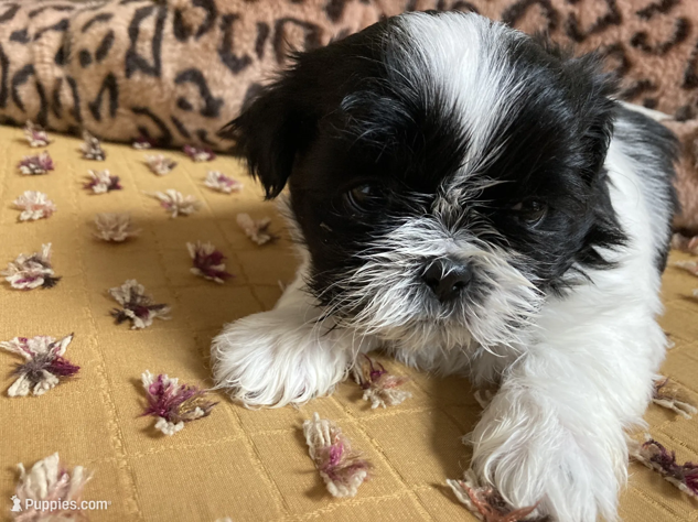 Sunny - AKC Registered Shih Tzu image 2