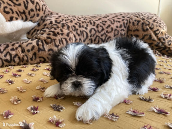 Sunny - AKC Registered Shih Tzu image 1