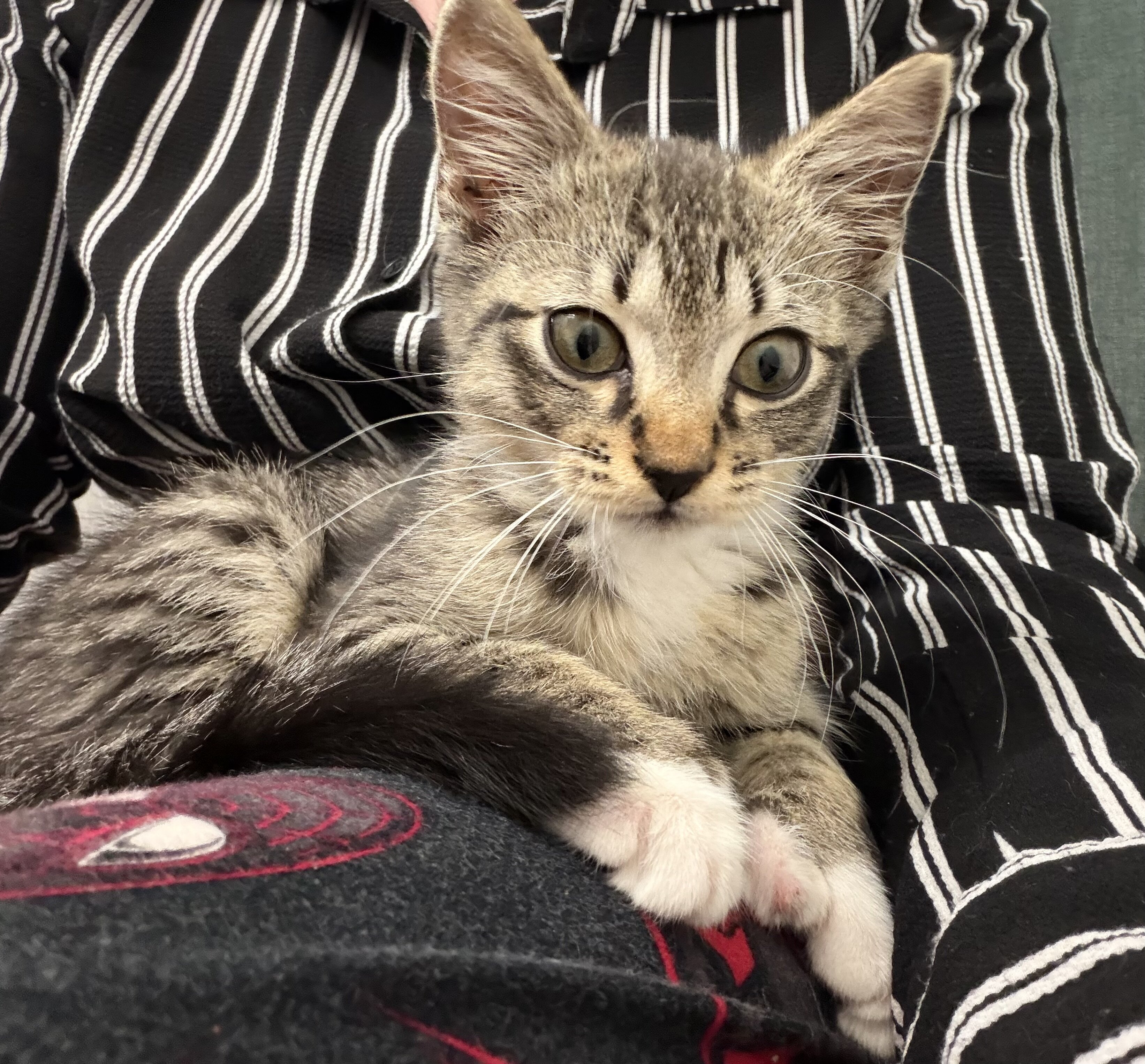 Male kitten 9 weeks old image 3