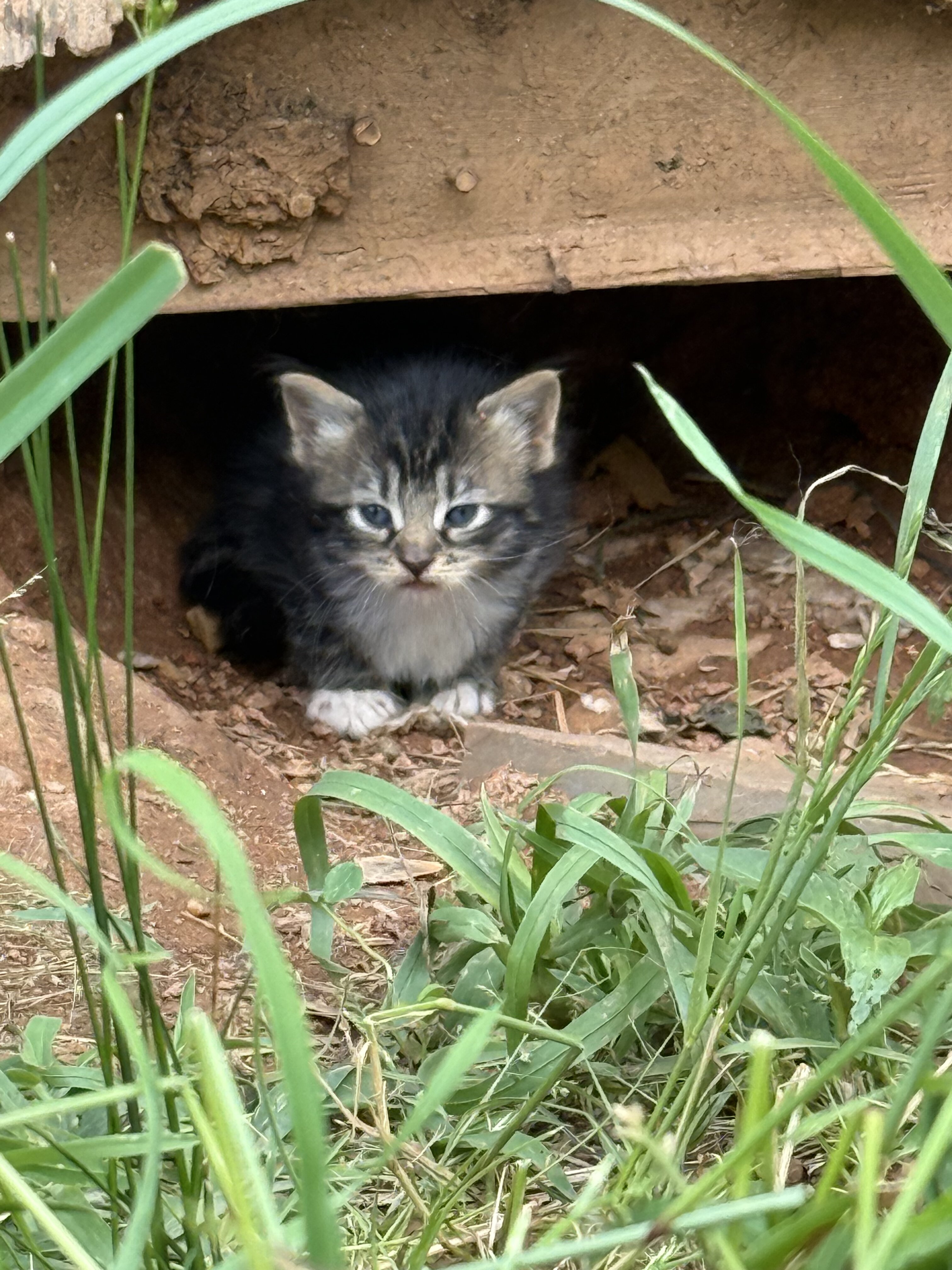 Kitten image 1