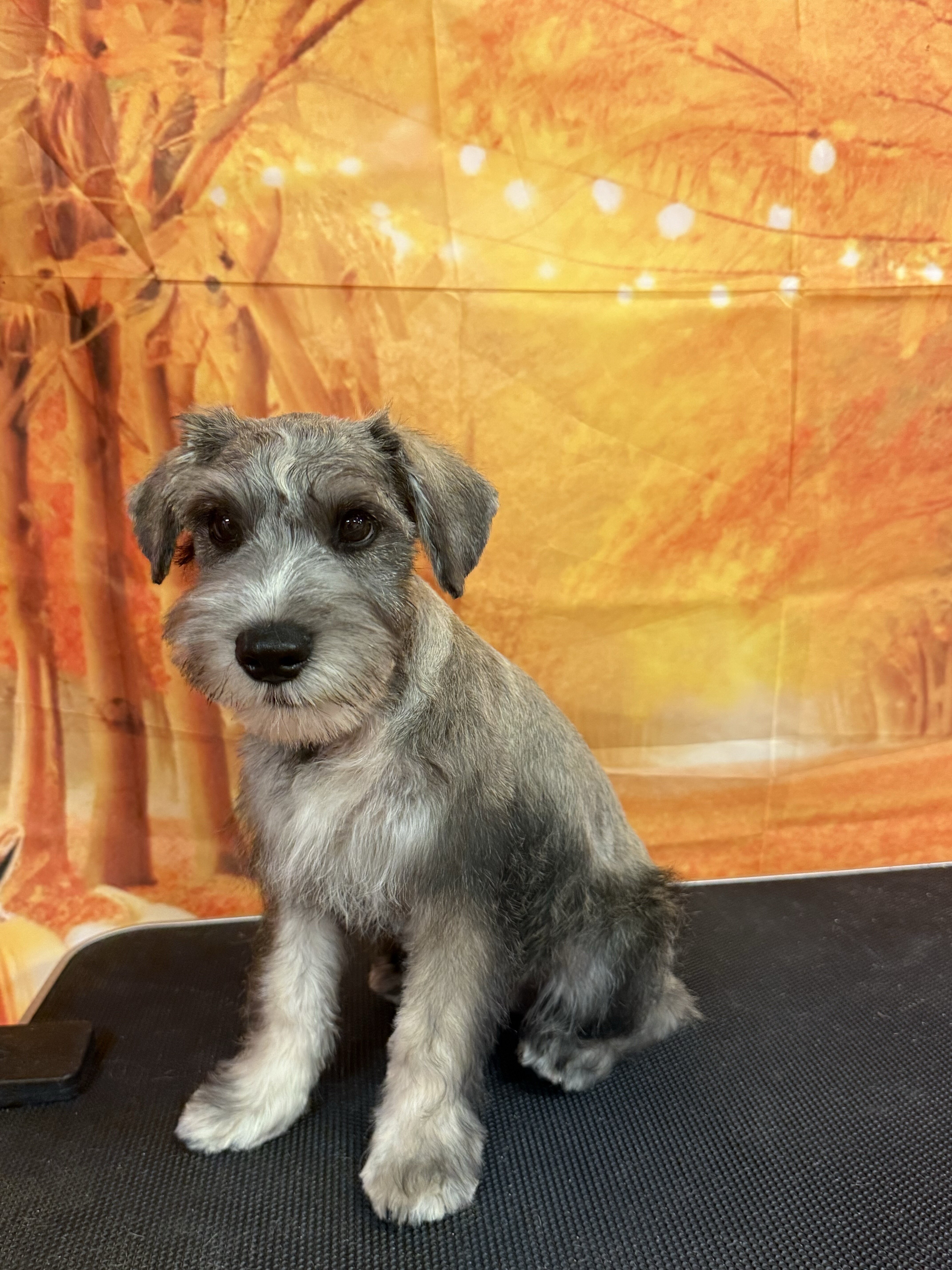 Miniature Schnauzer image 1
