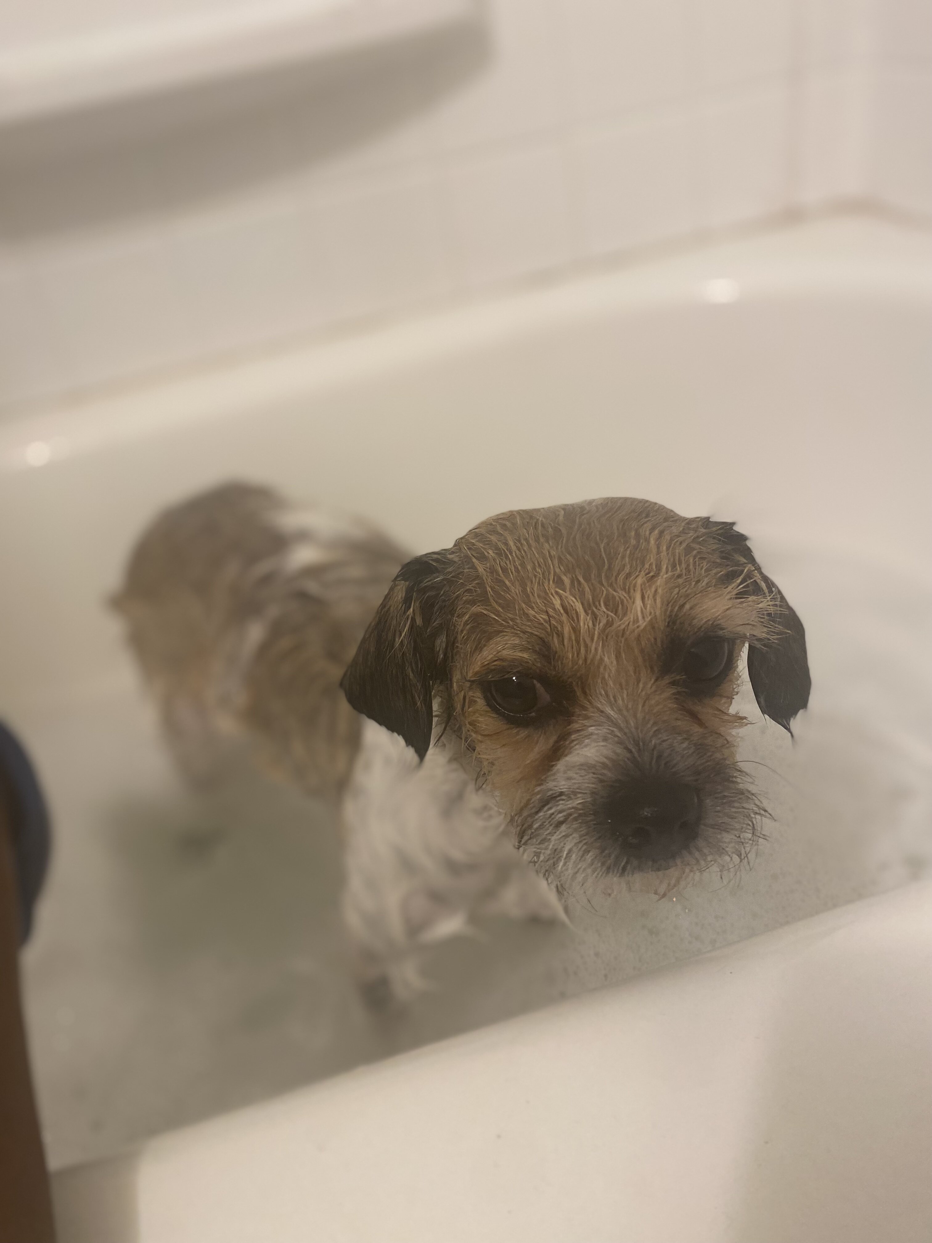small terrier-type mix Shih Tzu/terrier mix image 1