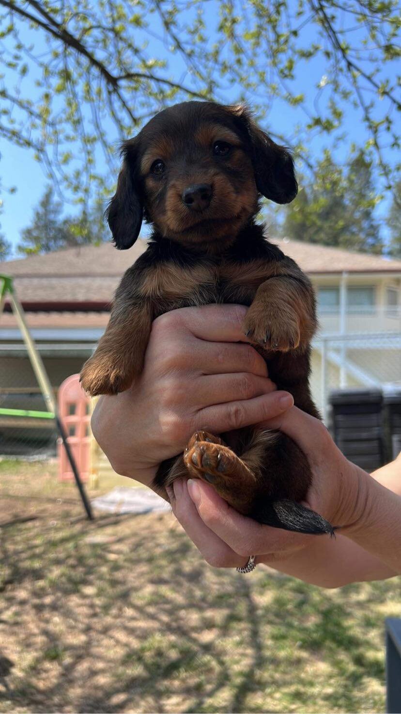 Puppy image 6