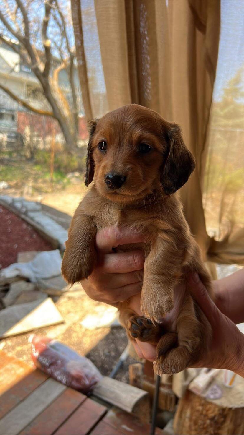 Puppy image 4