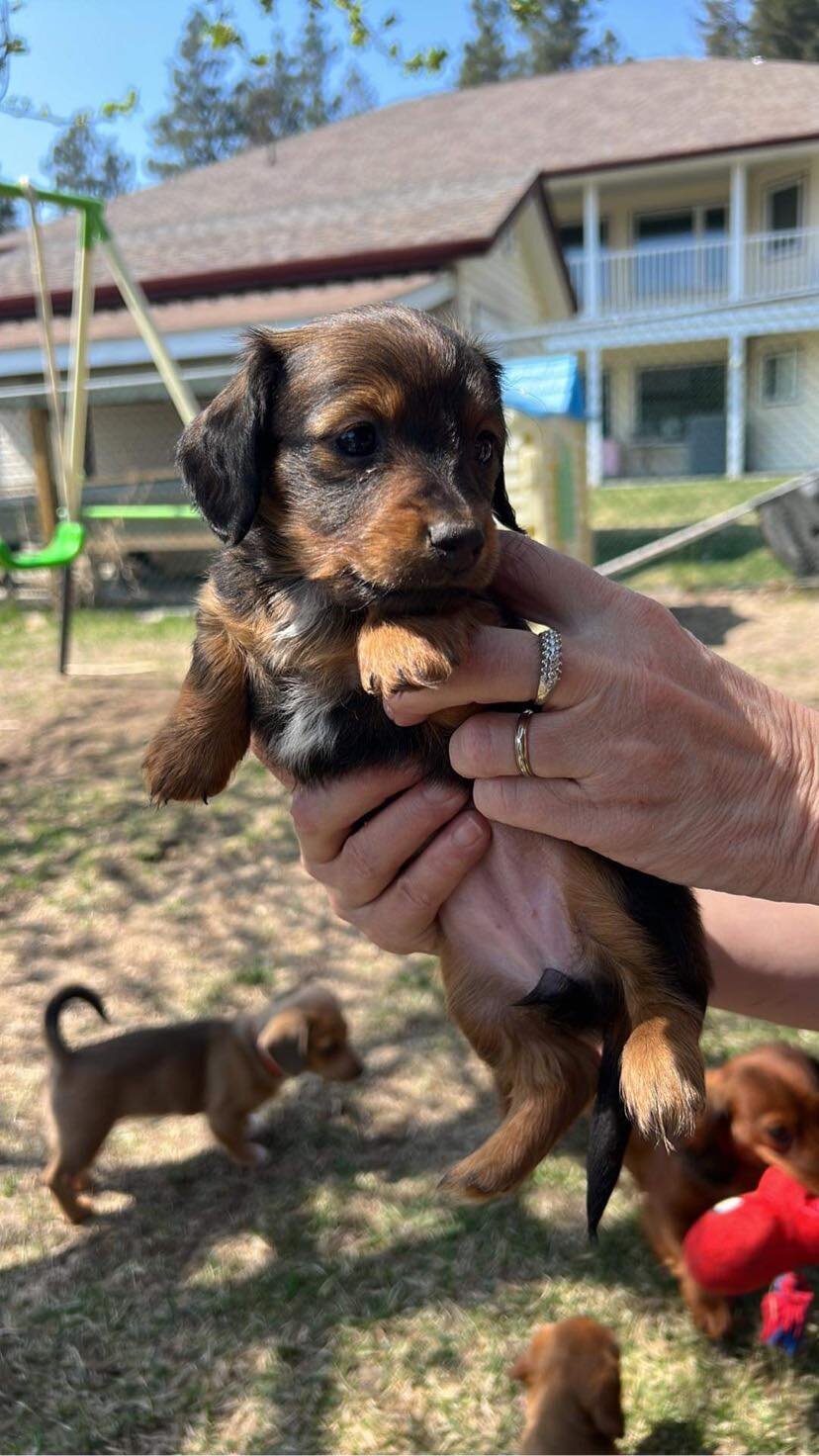 Puppy image 5