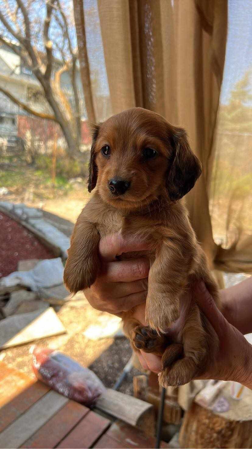 Puppy image 2
