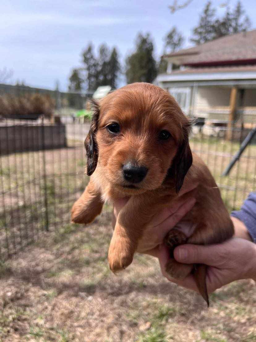 Puppy image 1