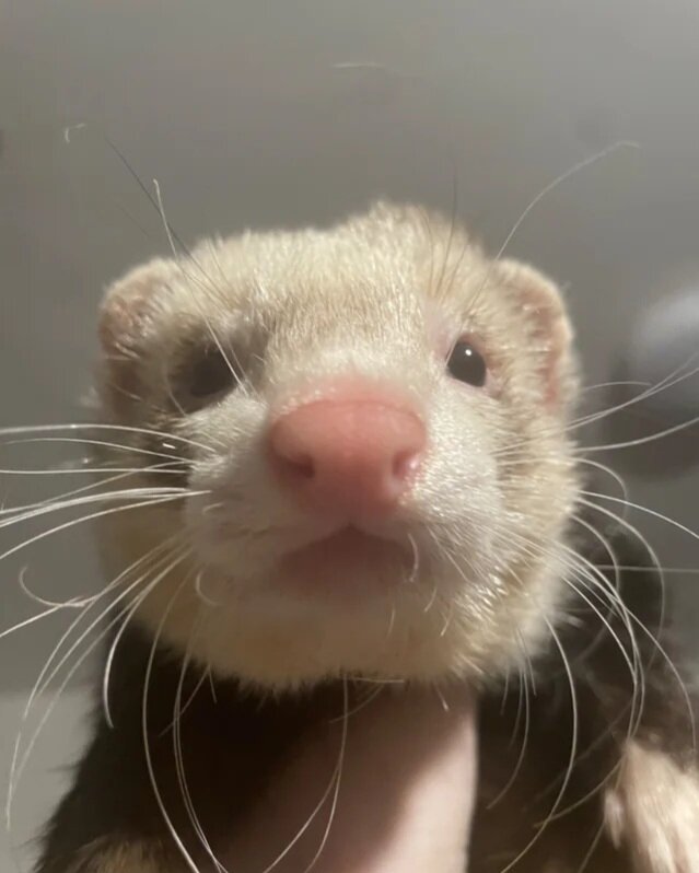 Ferrets for sale plus cage image 2