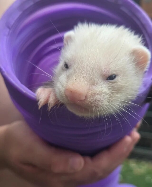 Ferrets for sale plus cage image 1