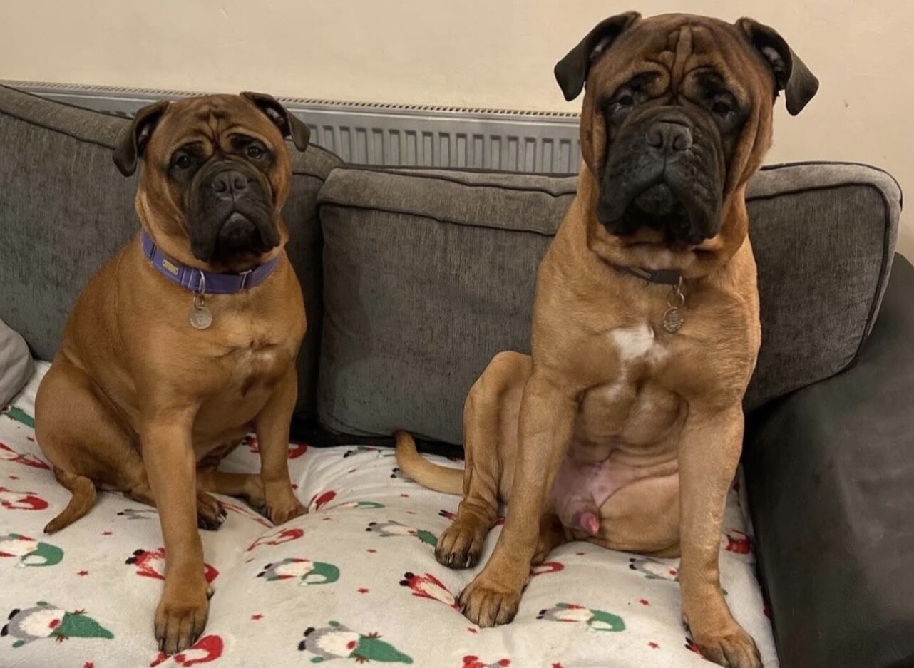 Beautiful Bull Mastiff Puppies Ready image 4