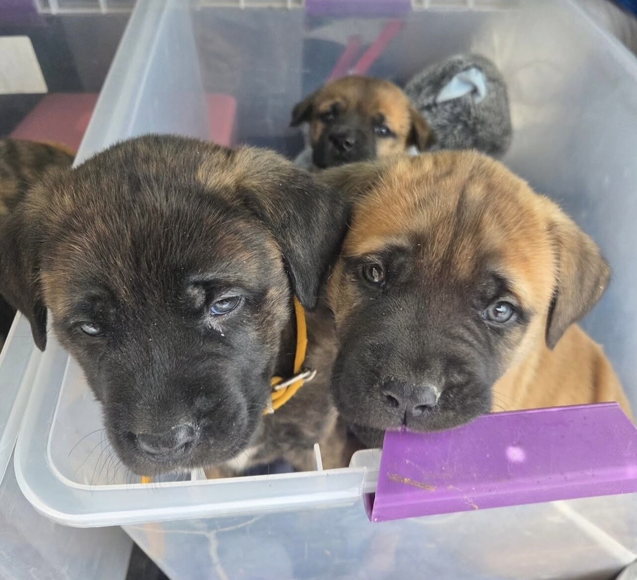 Beautiful Bull Mastiff Puppies Ready image 2