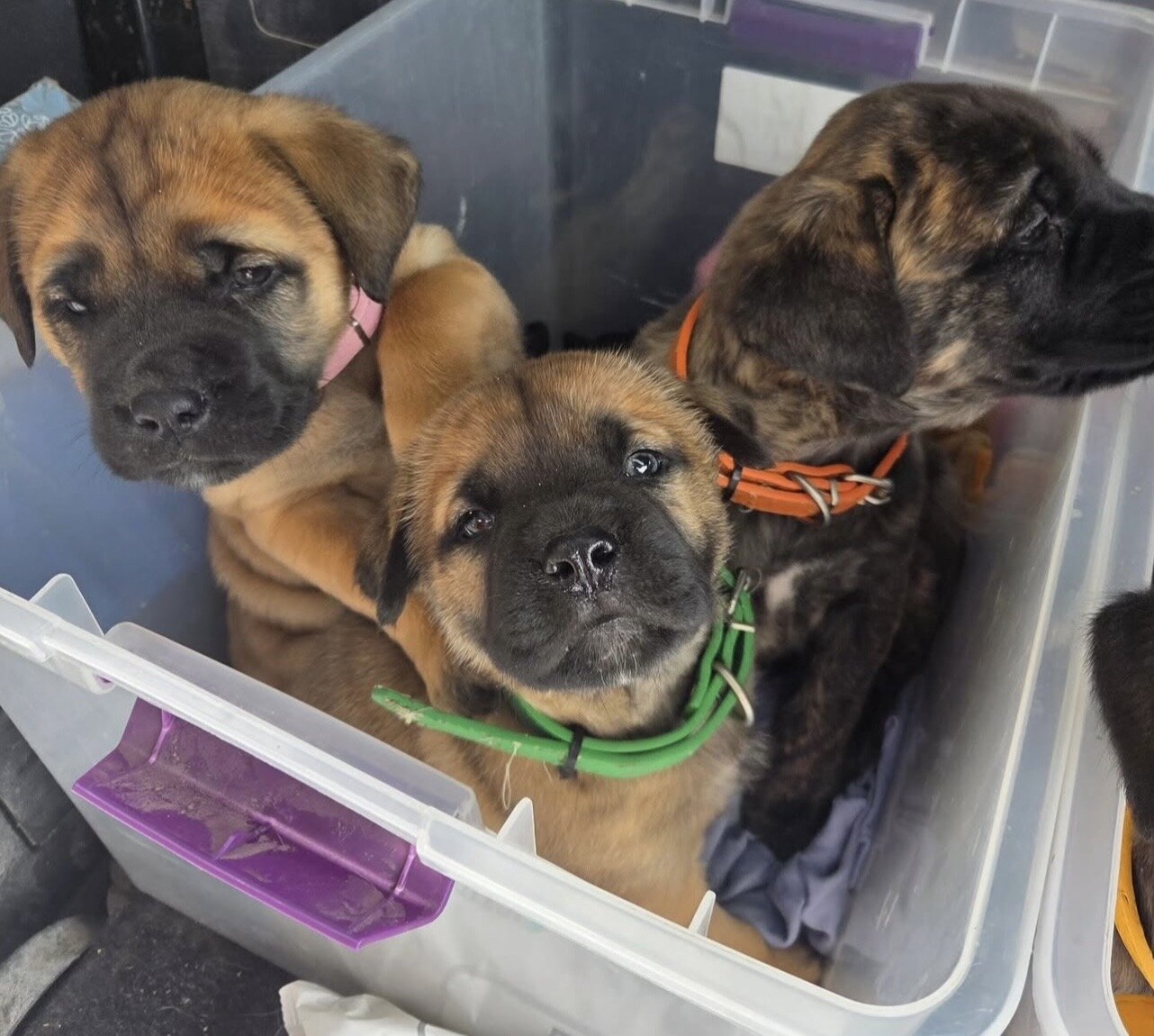 Beautiful Bull Mastiff Puppies Ready image 1