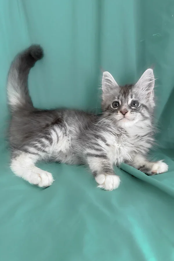 Maine coon kittens image 2
