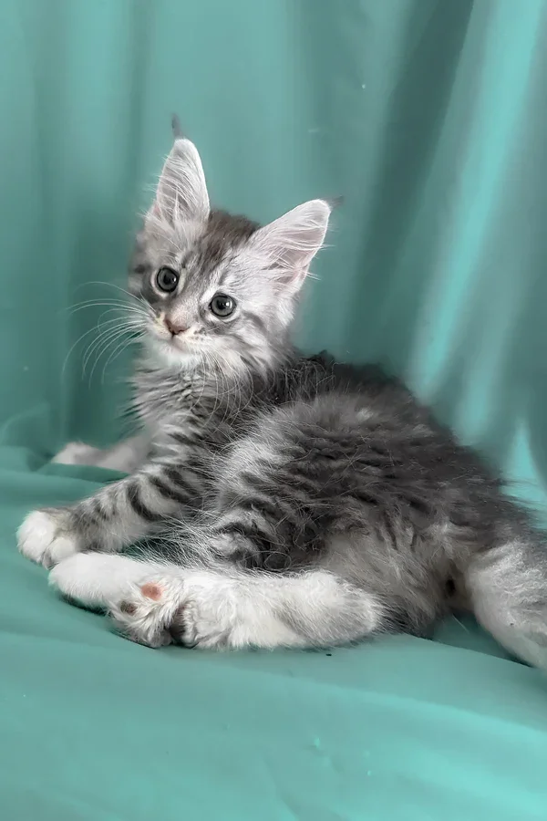 Maine coon kittens image 1