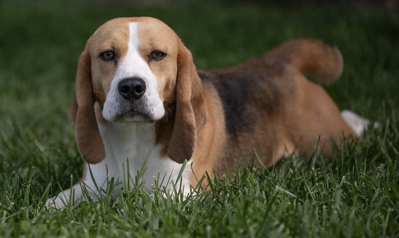 Gorgeous Beagle Puppies Standard image 3