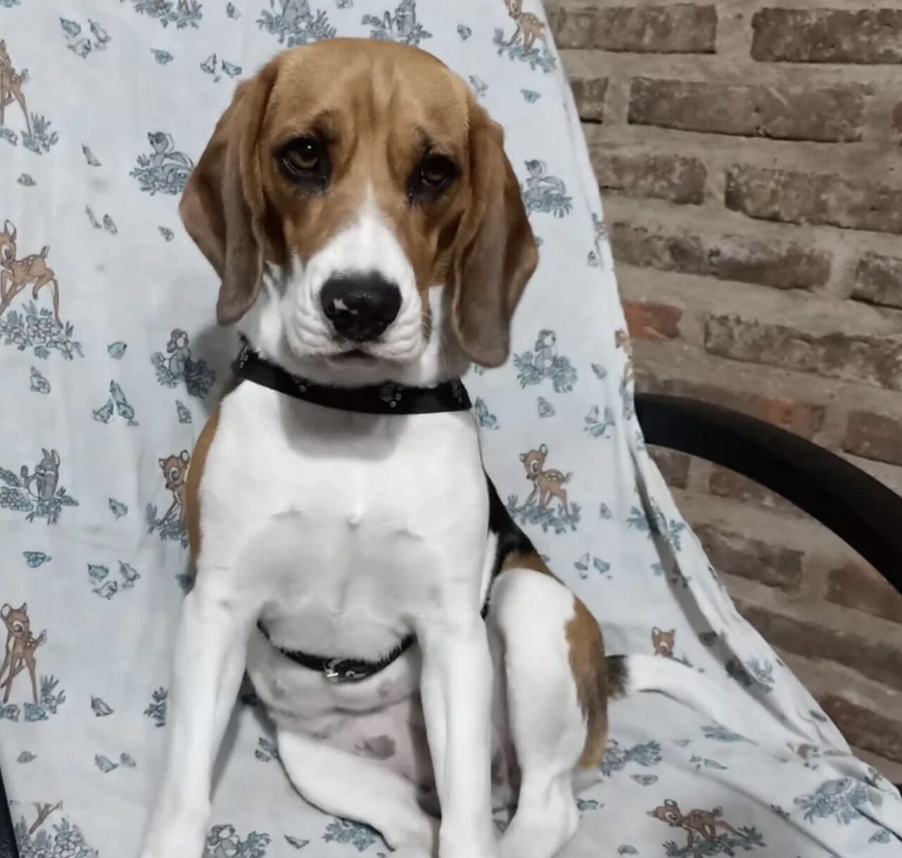 Gorgeous Beagle Puppies Standard image 4