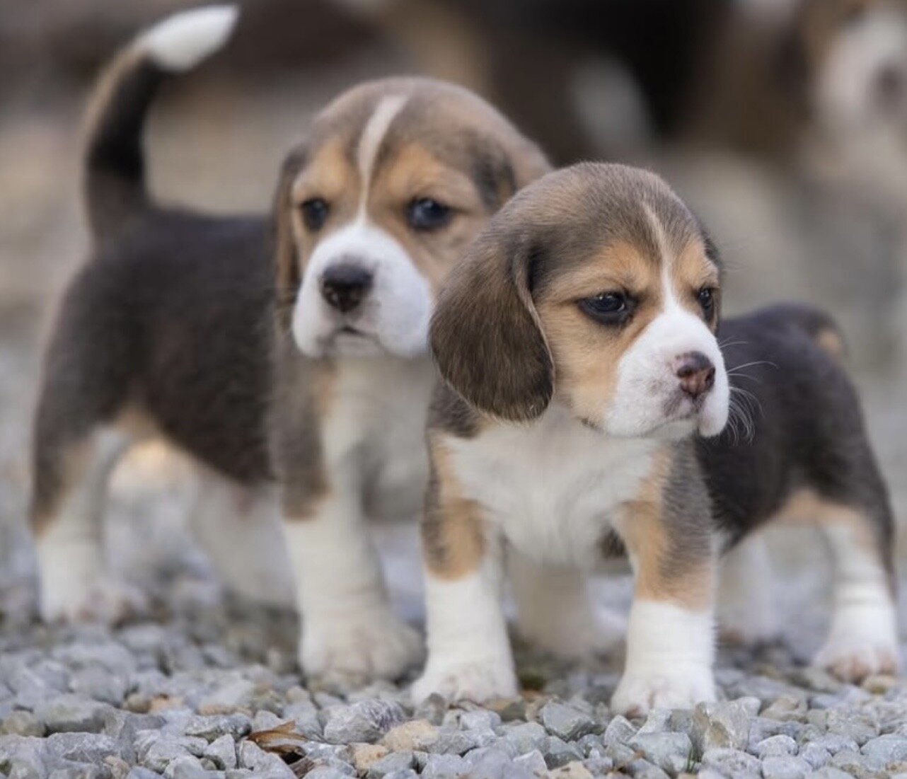 Gorgeous Beagle Puppies Standard image 2