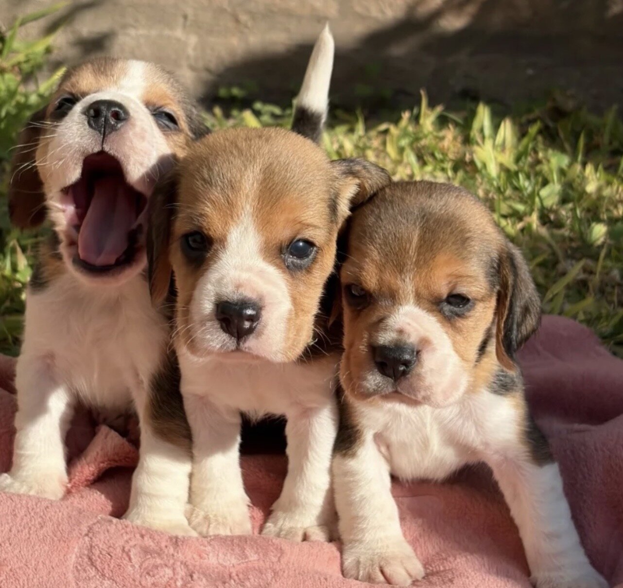 Gorgeous Beagle Puppies Standard image 1
