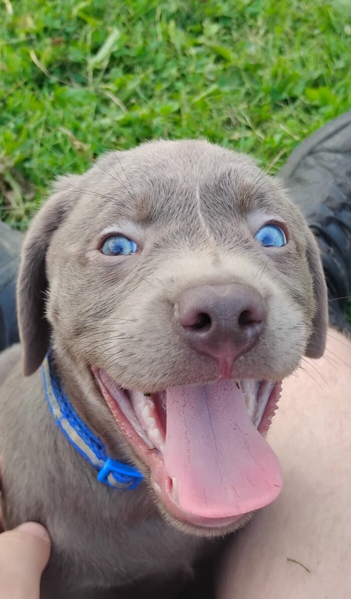Silver Labrador Retrievers image 5