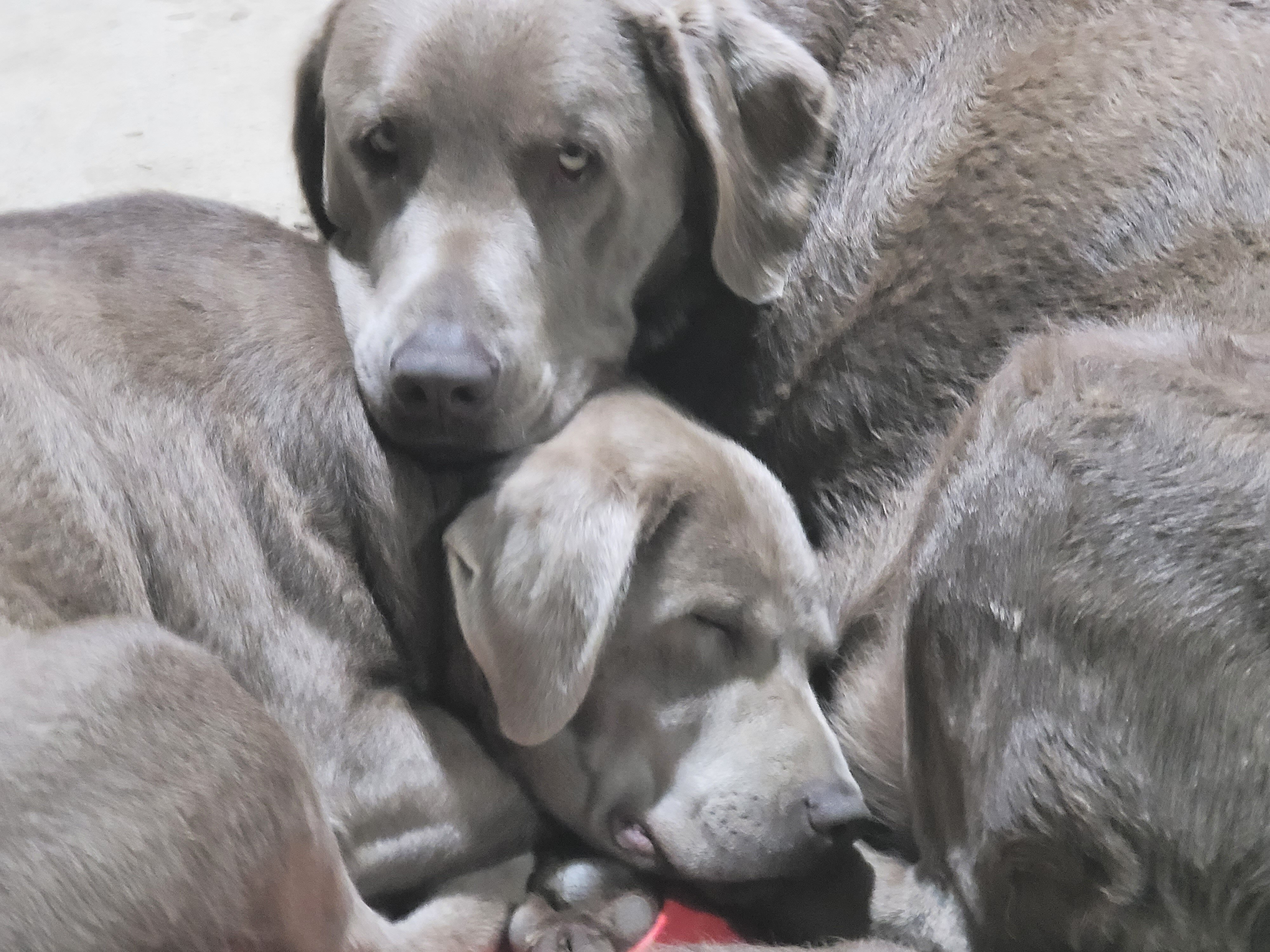 Silver Labrador Retrievers image 7