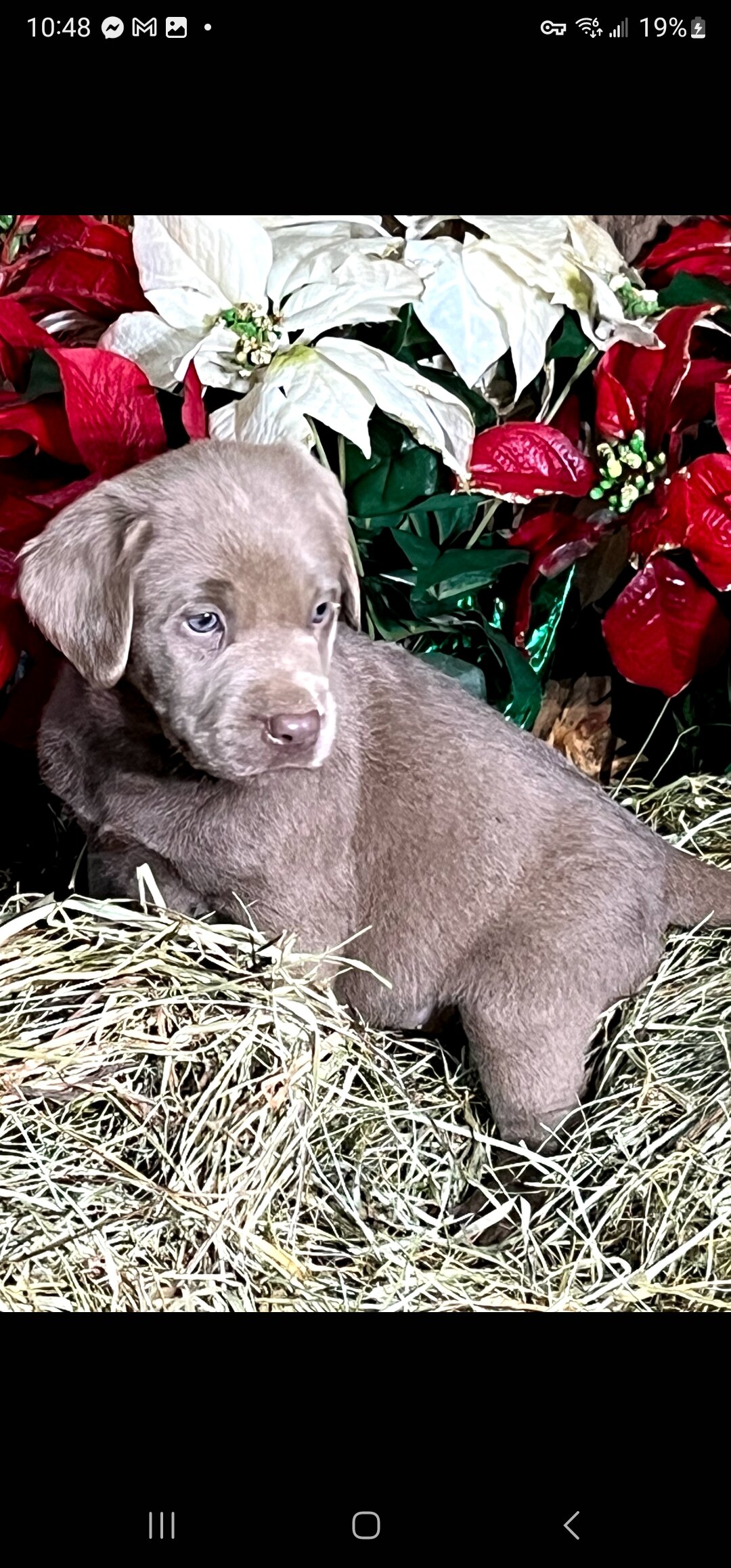 Silver Labrador Retrievers image 6