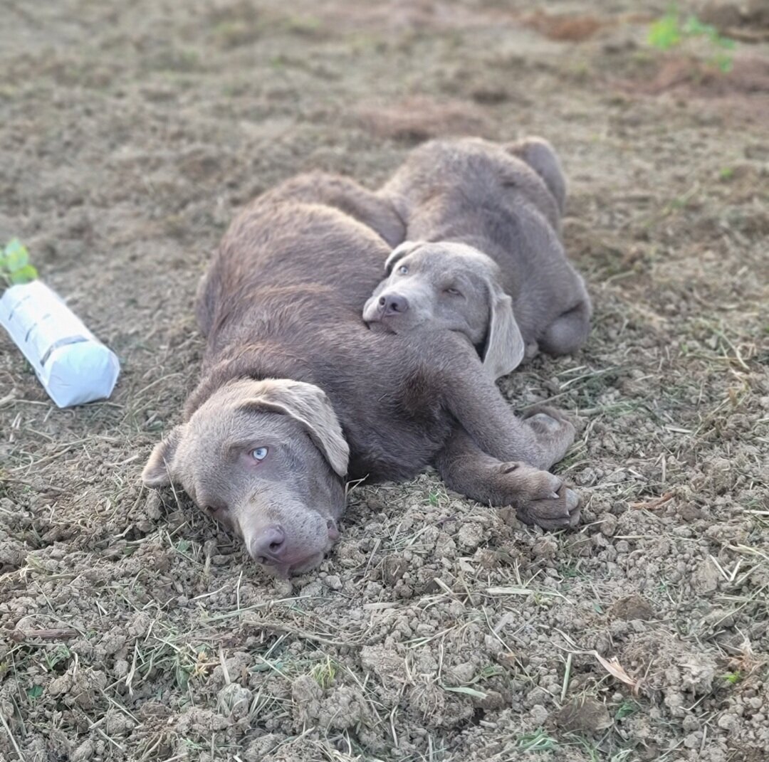 Silver Labrador Retrievers image 8