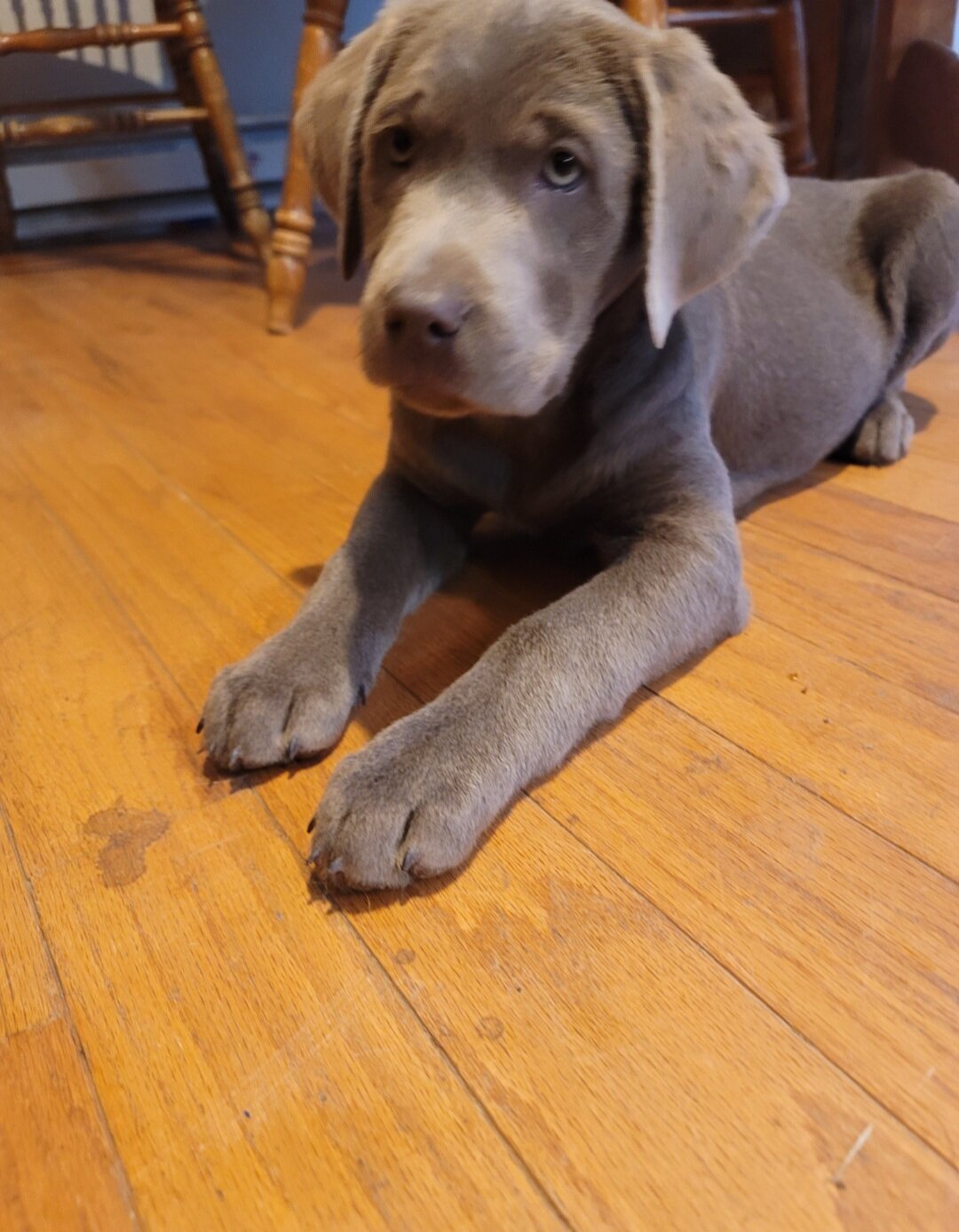 Silver Labrador Retrievers image 4