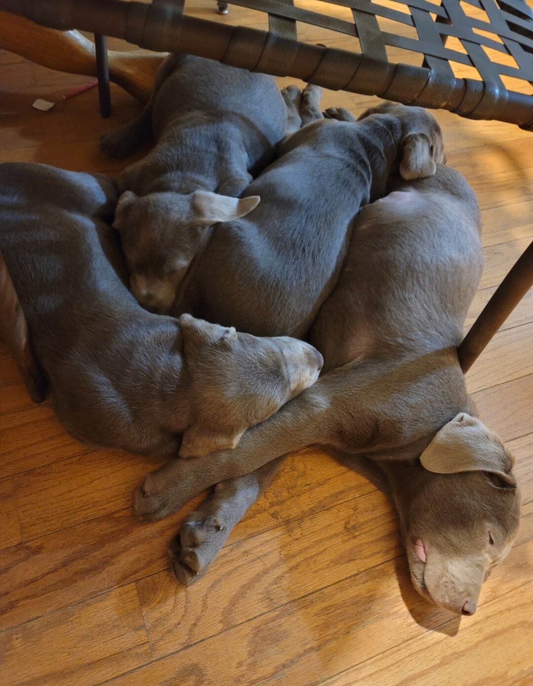 Silver Labrador Retrievers image 3