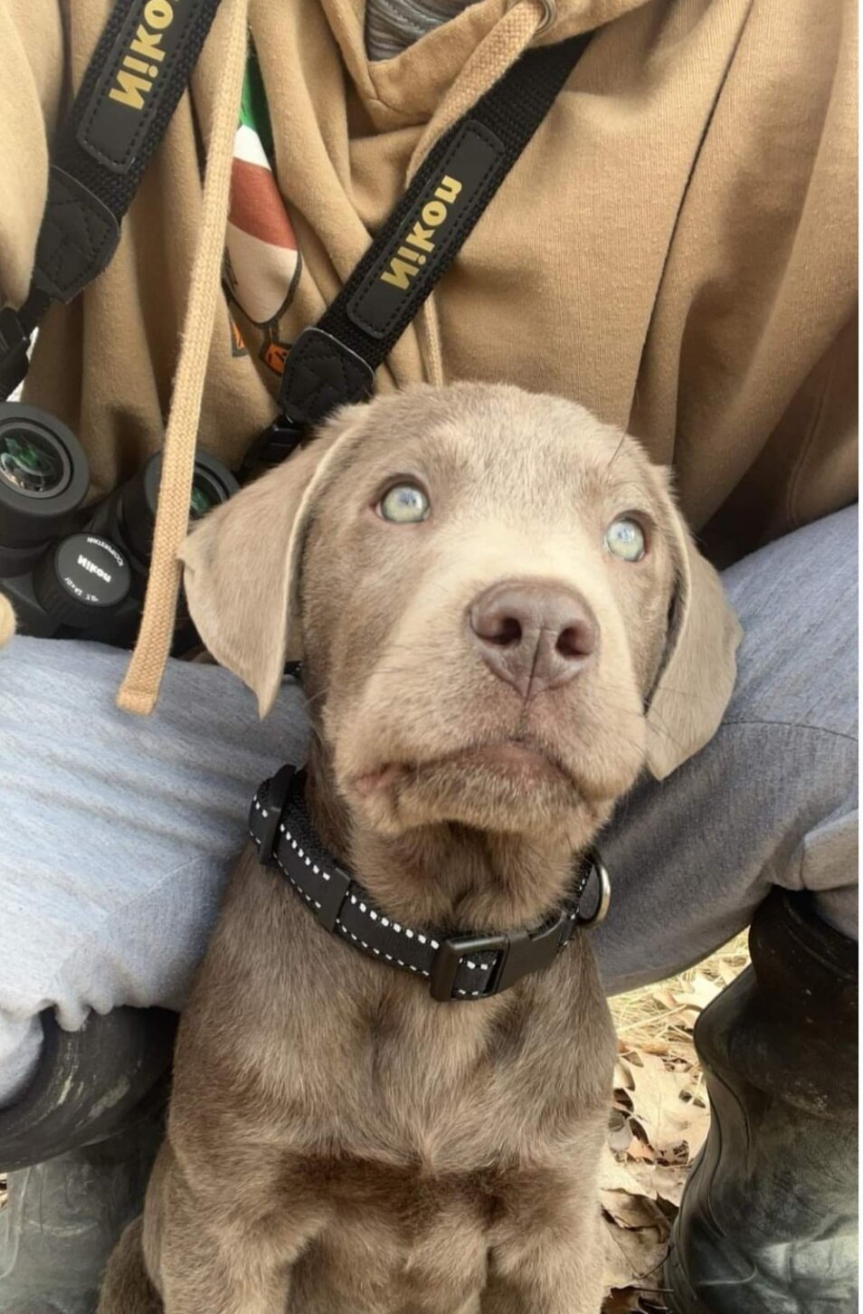 Silver Labrador Retrievers image 2