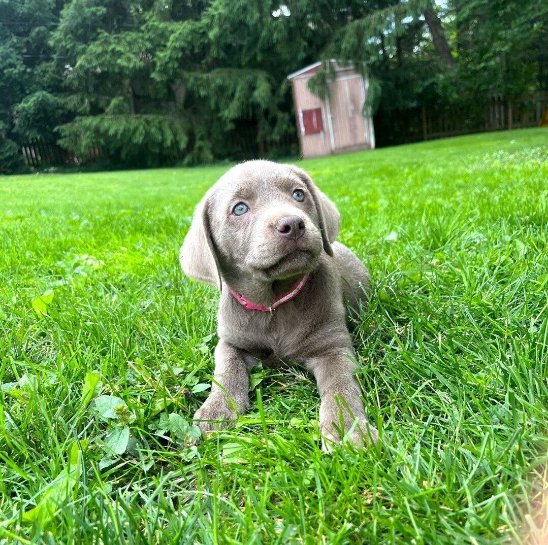 Silver Labrador Retrievers image 1