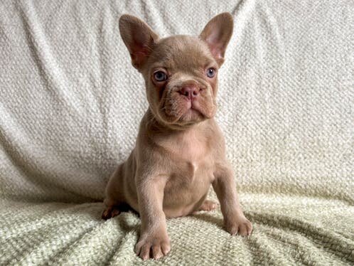 Gorgeous Black/ White French bulldog puppy Needs a image 1