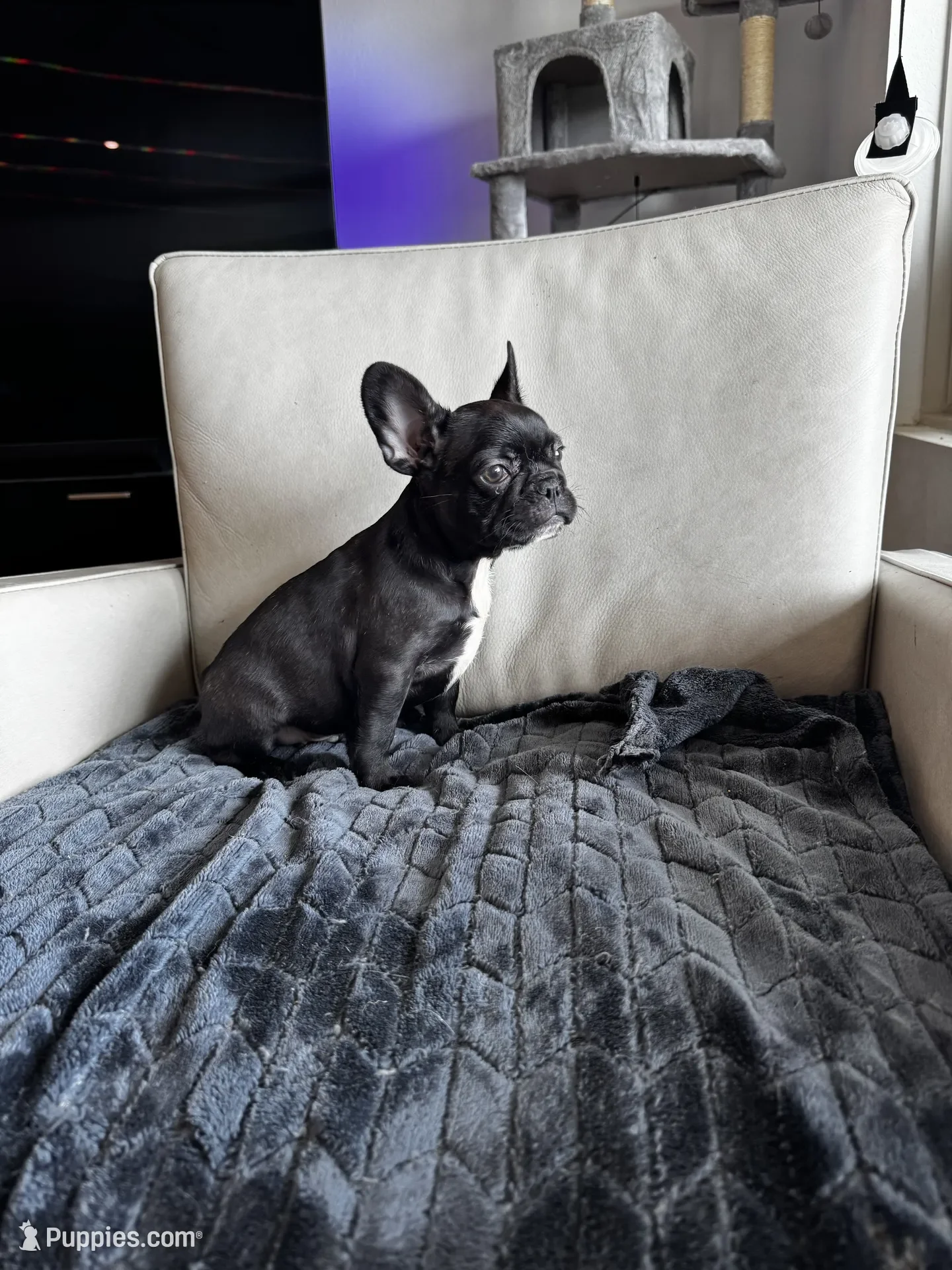 French Bulldog Puppy image 5