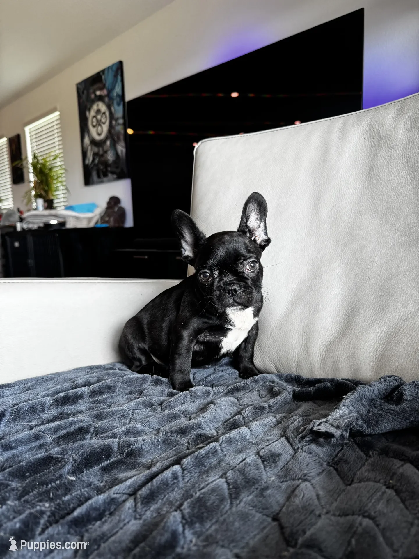 French Bulldog Puppy image 3