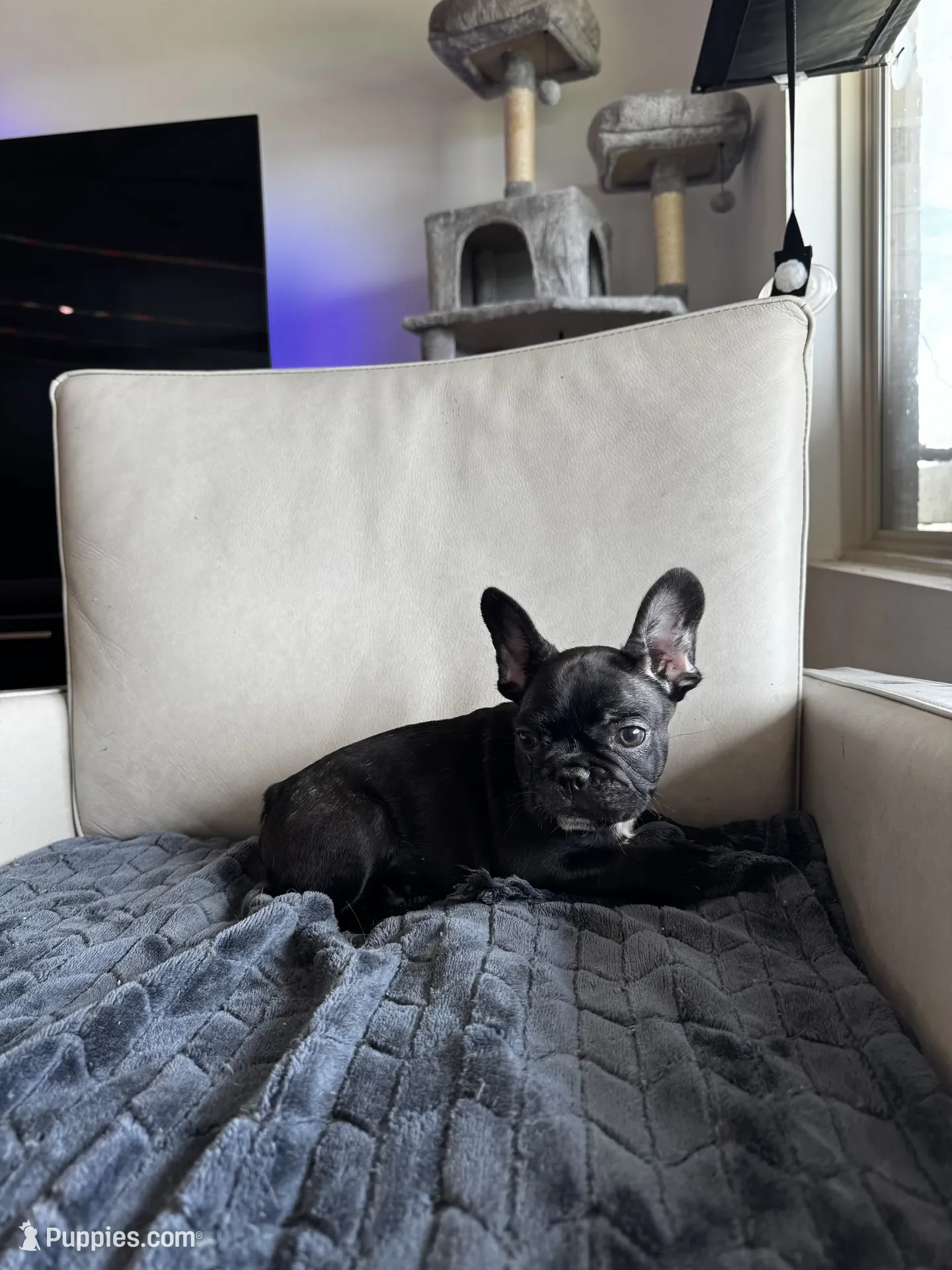 French Bulldog Puppy image 1