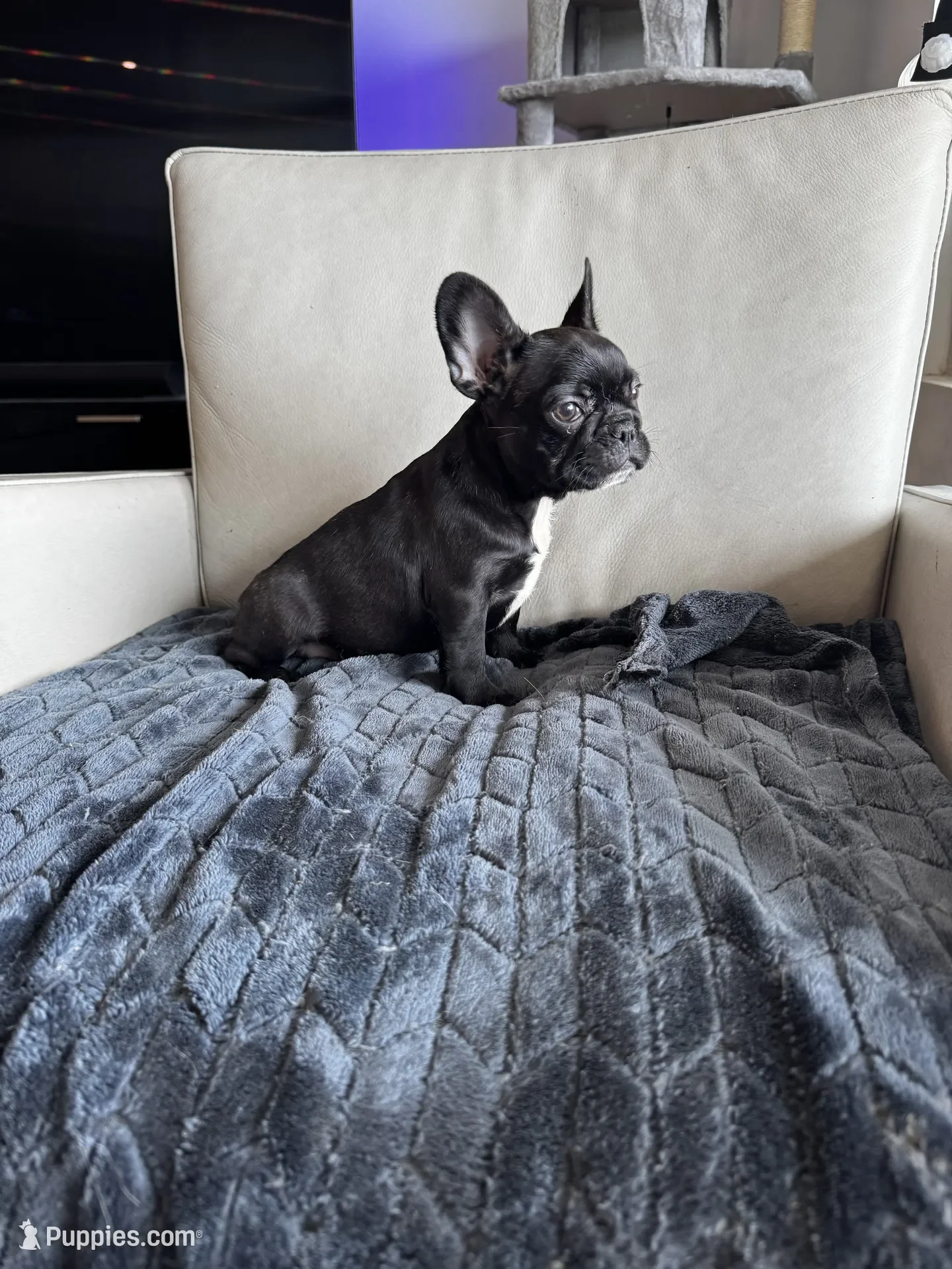 French Bulldog Puppy image 2