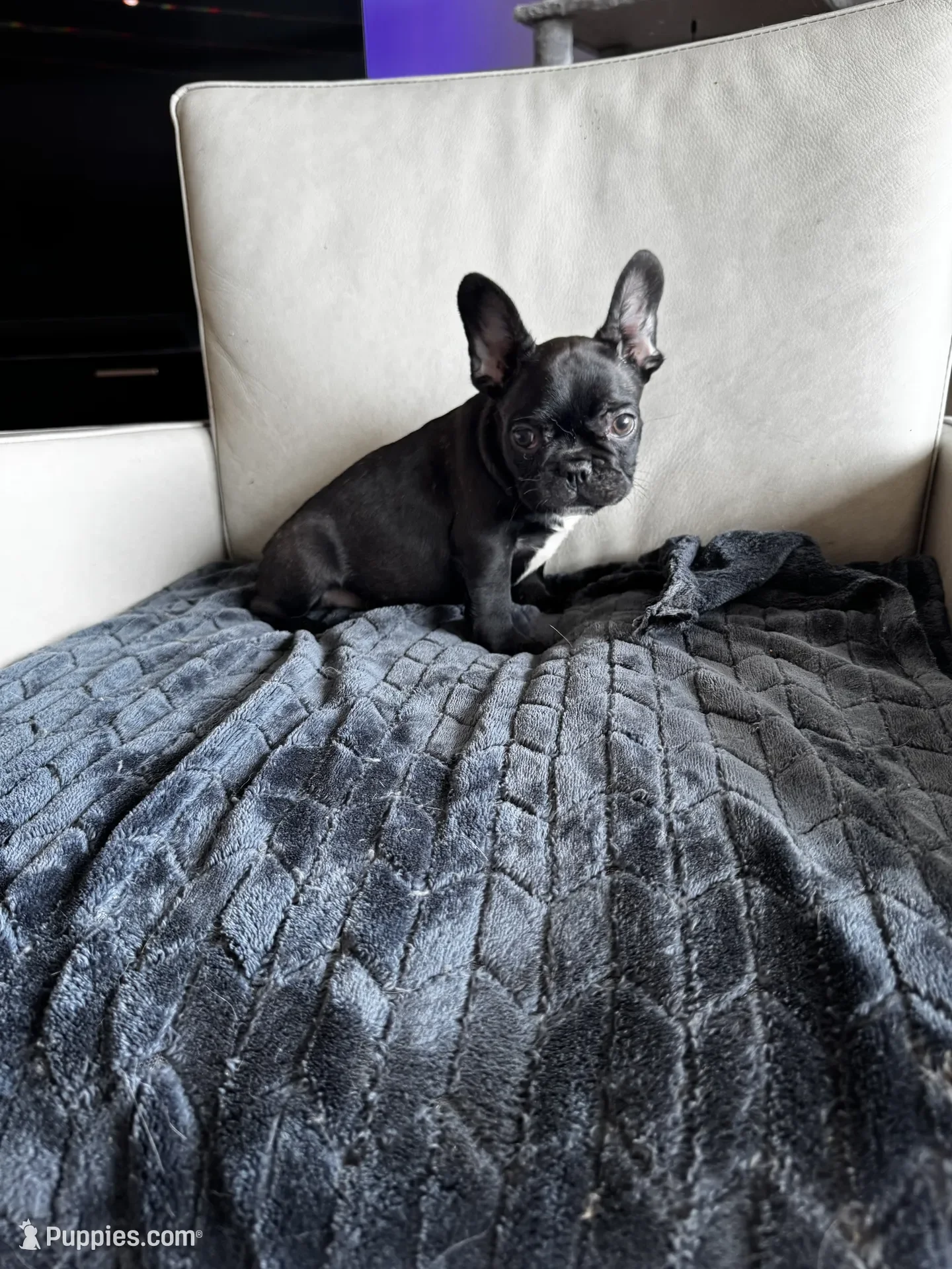 French Bulldog Puppy image 4
