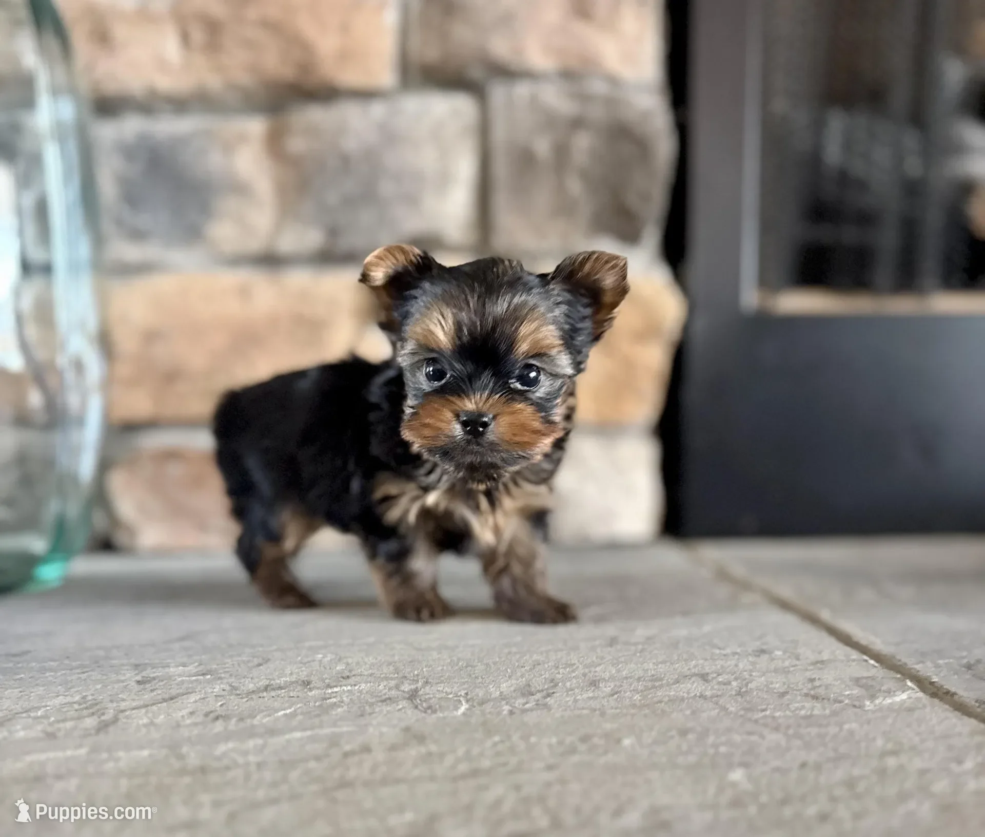 Yorkshire terrier image 1