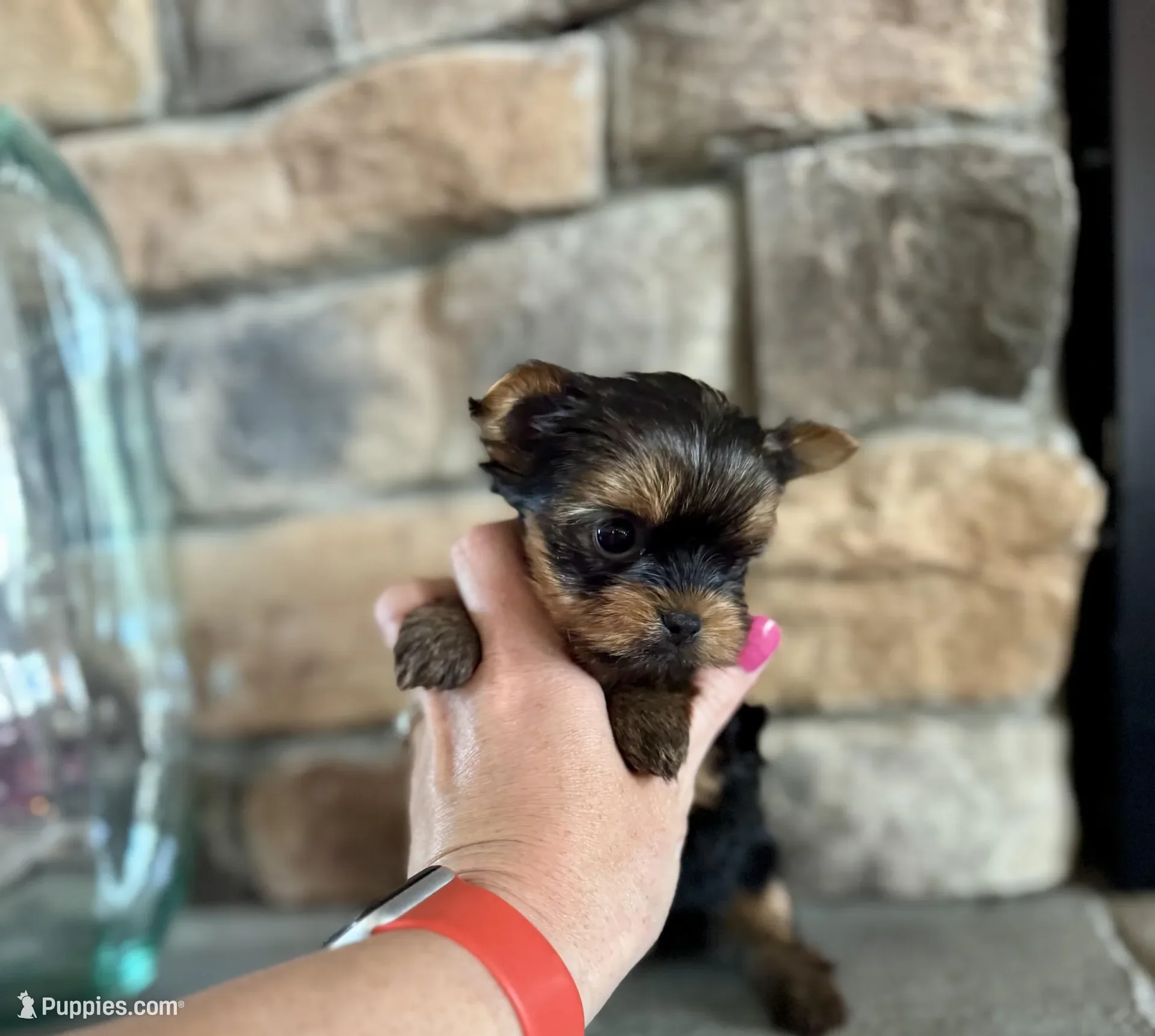 Yorkshire terrier image 2