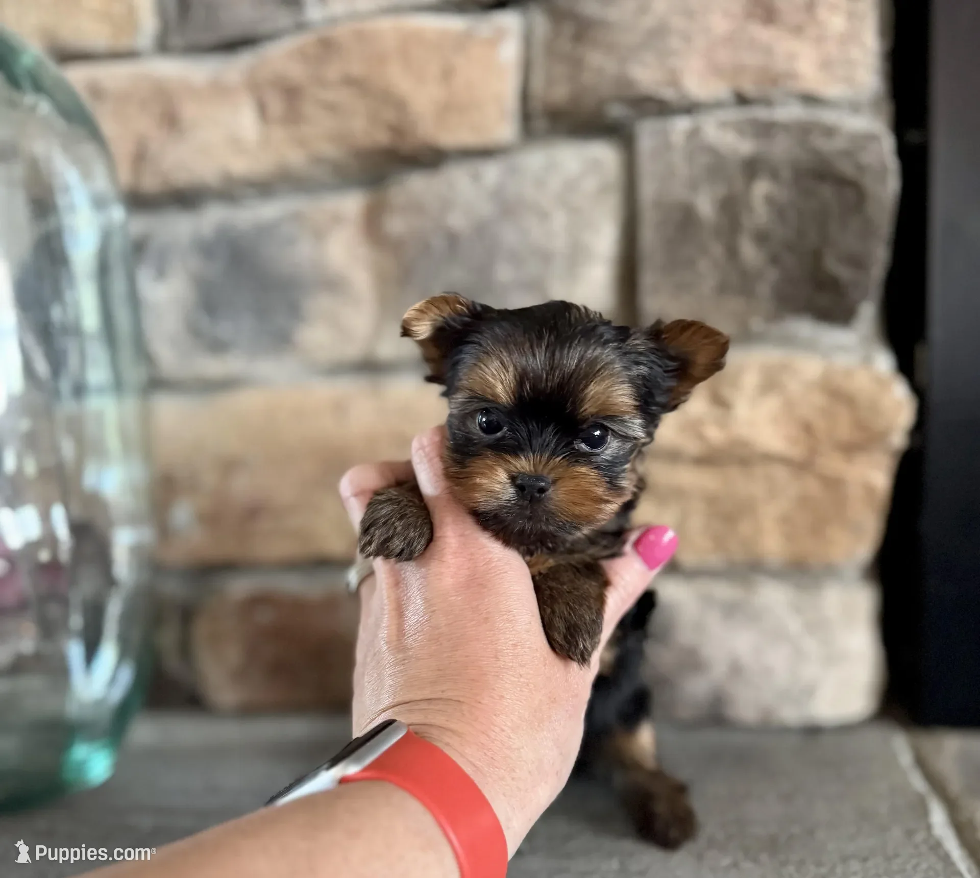 Yorkshire terrier image 3