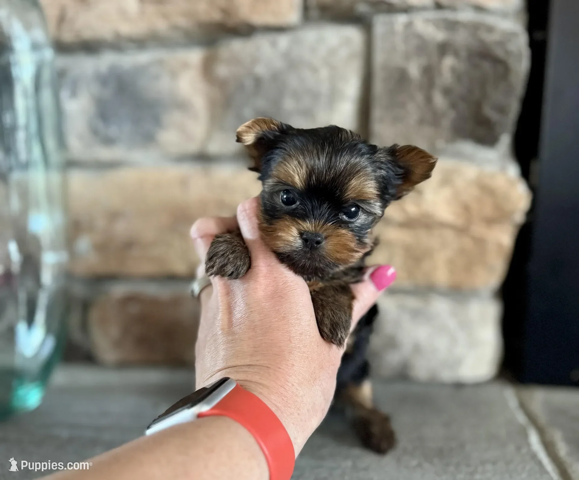 Yorkshire terrier image 4