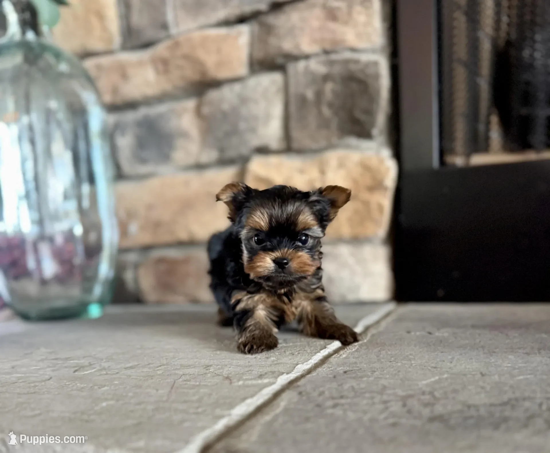 Yorkshire terrier image 5
