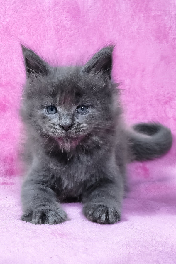 Maine coon image 1