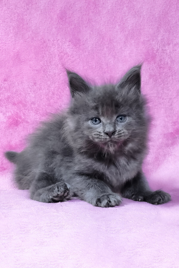 Maine coon image 3