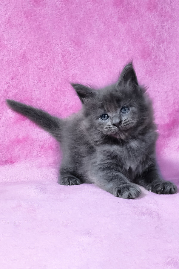 Maine coon image 2