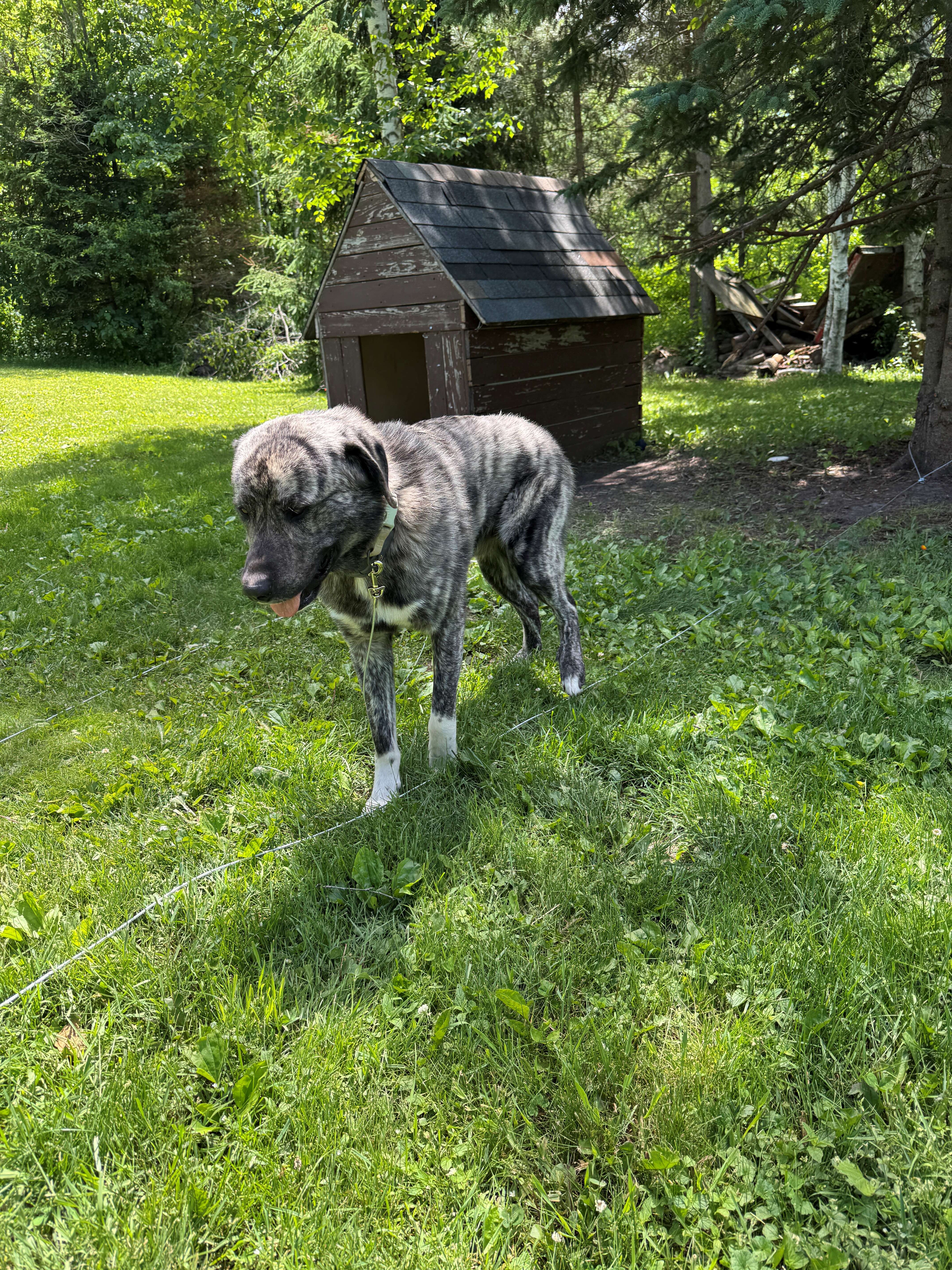 11 month old Spanish Mastiff / Great Pyrenees Mix image 6