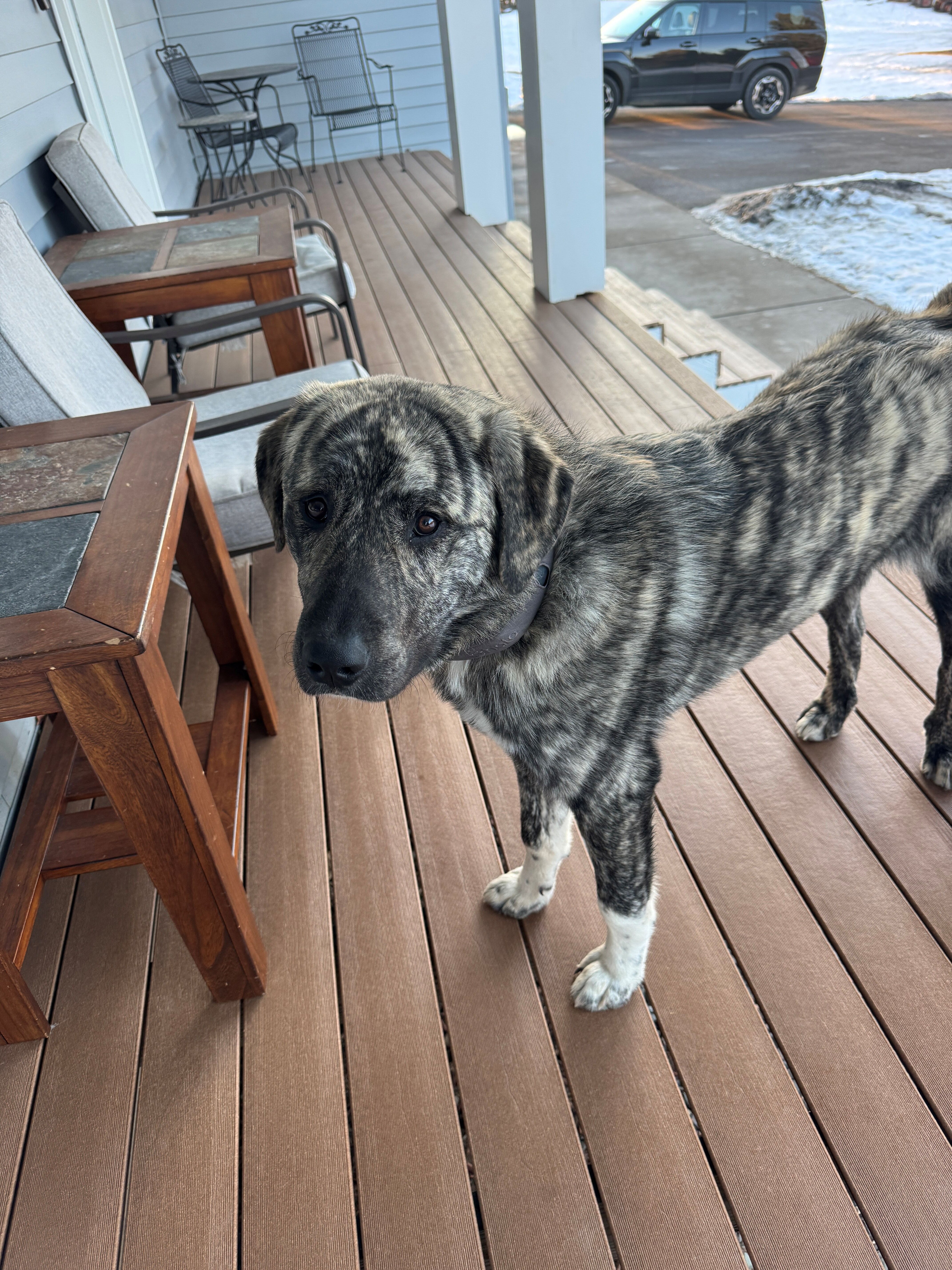 11 month old Spanish Mastiff / Great Pyrenees Mix image 7